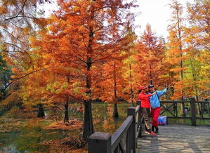 华为手机怎么拍秋色