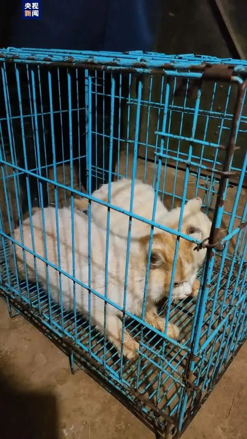 华为手机桌面怎么移出