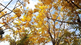 华为手机秋叶怎么拍