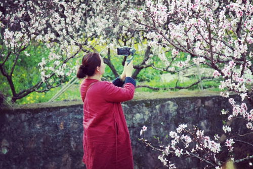 华为手机桃花怎么拍照