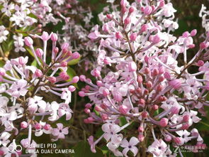 华为手机怎么拍开花