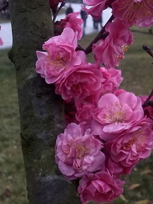 华为手机红梅怎么打开