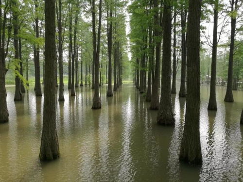 华为手机水杉怎么拍