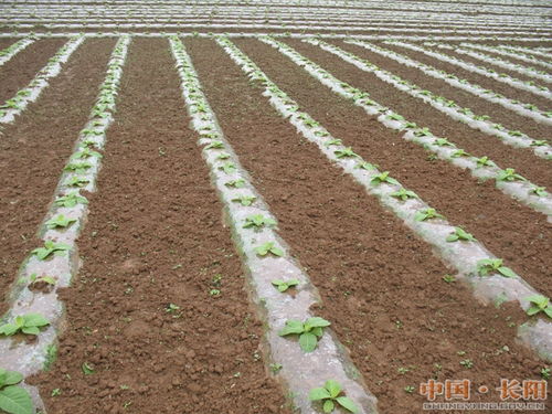 华为手机怎么新建桌面