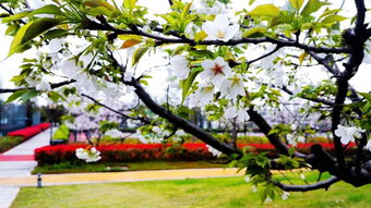 华为手机樱花怎么更新