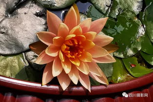 华为手机荷花怎么拍照