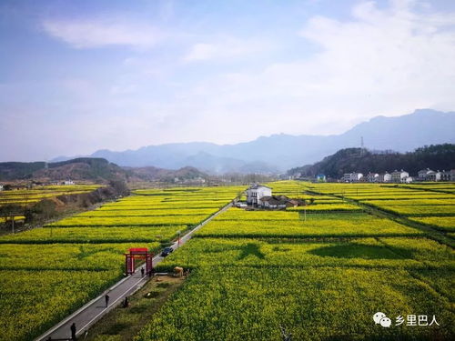 华为手机怎么拍稻田