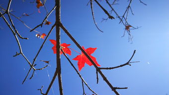 华为手机深秋怎么拍 华为手机深秋怎么拍