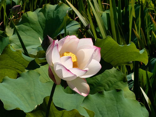 华为手机荷花怎么拍