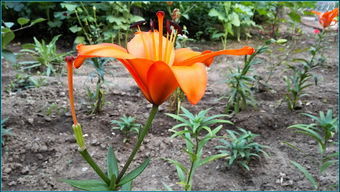 华为手机花草怎么拍