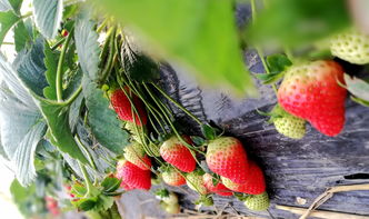 华为手机怎么拍摄草莓