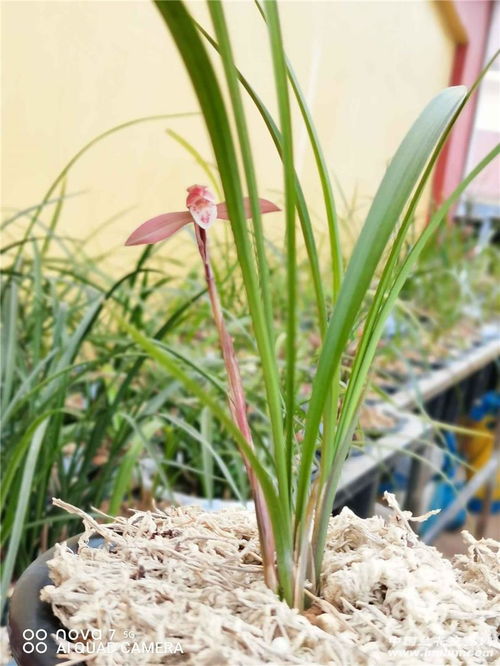 兰花华为手机怎么拍