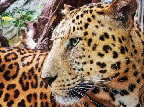 华为手机怎么拍动物