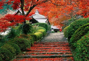 枫叶怎么拍华为手机