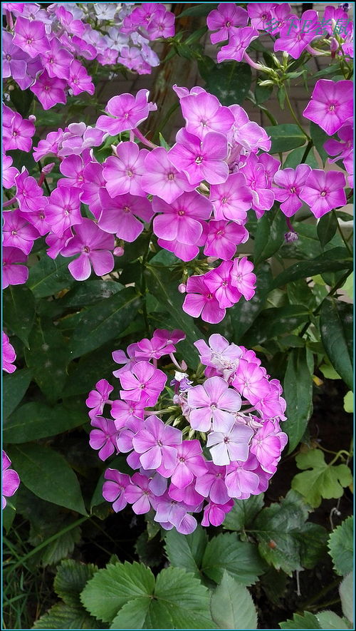 华为手机怎么拍野花