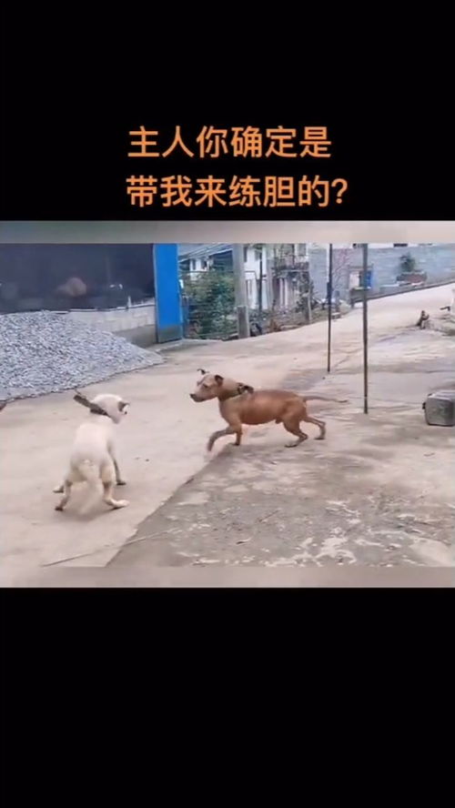 华为怎么摆设手机桌面