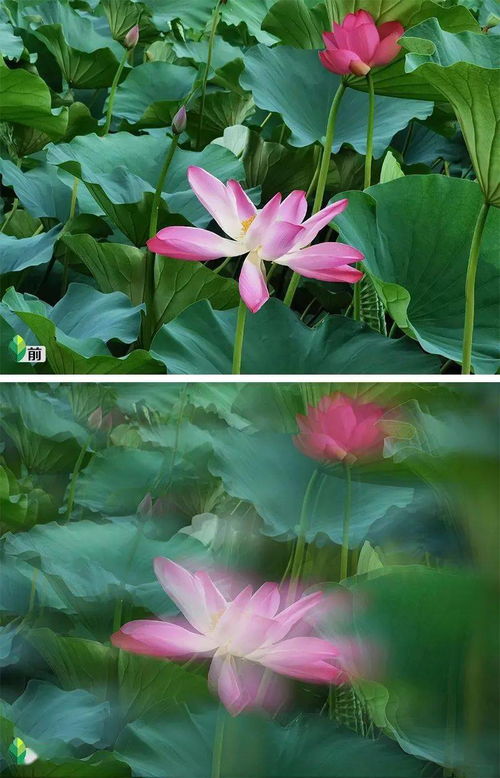 怎么拍荷花华为手机