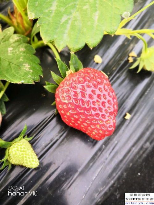 华为手机草莓怎么拍