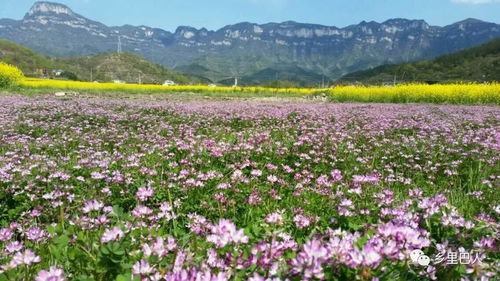 华为手机怎么拍茶园