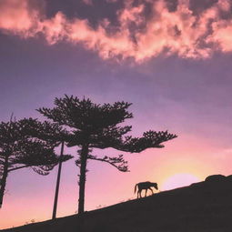 华为手机怎么拍夕照