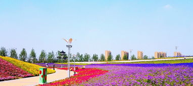 华为手机花海怎么拍 华为手机花海怎么拍