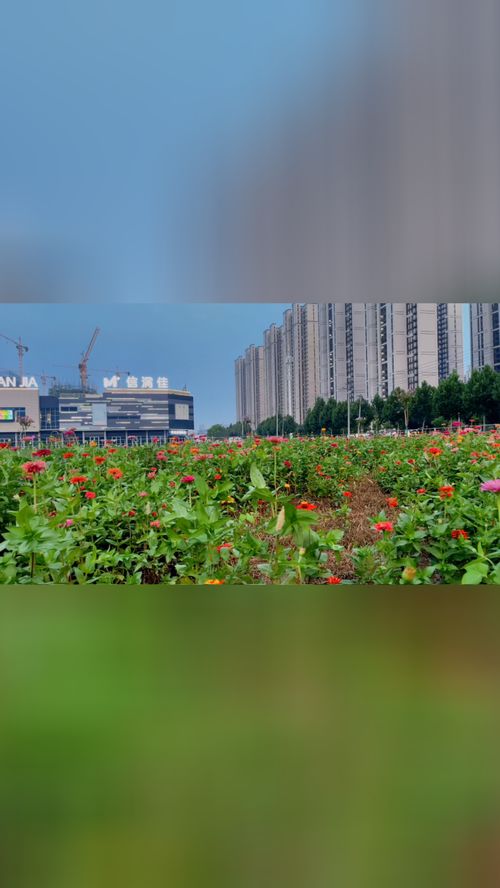 华为手机桌面怎么变化 华为手机桌面怎么变化