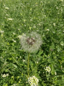 华为手机怎么拍蒲公英