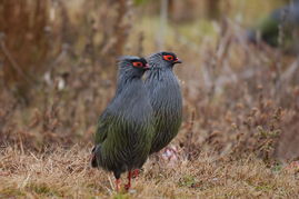 怎么添加桌面华为手机