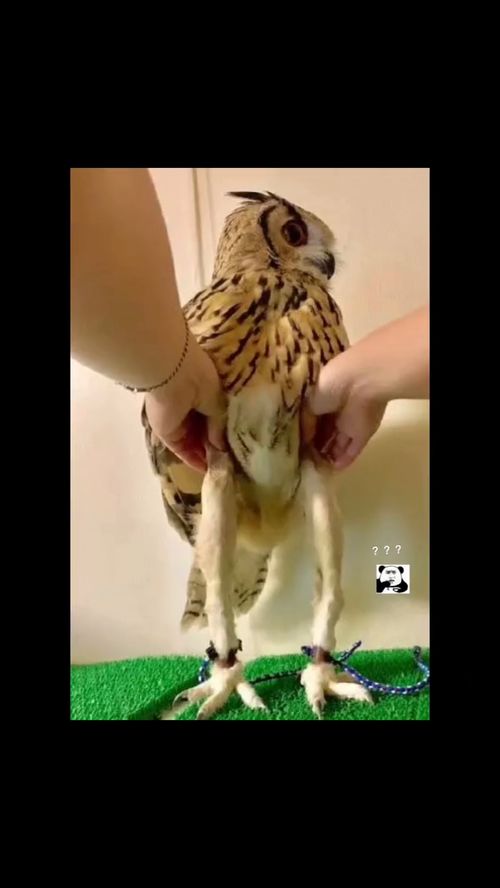 华为手机怎么解开桌面