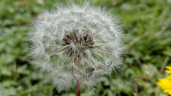 华为手机怎么拍蒲公英 华为手机怎么拍蒲公英