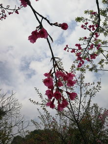 樱花怎么拍照华为手机 樱花怎么拍照华为手机