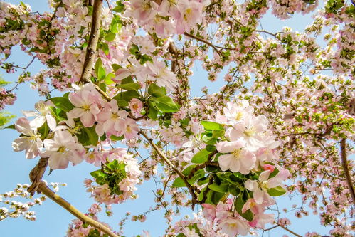 春天怎么拍花华为手机 春天怎么拍花华为手机