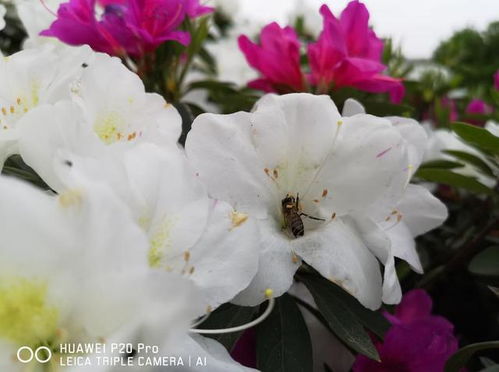 华为手机樱花怎么下载