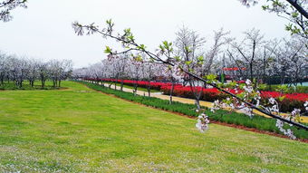 华为手机怎么拍园林