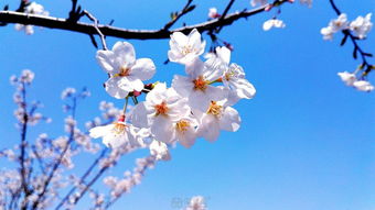 樱花手机华为怎么下载