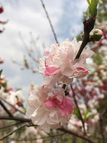 华为手机樱花怎么调