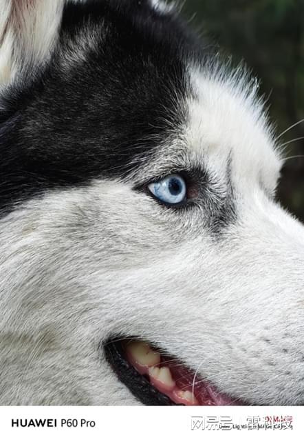 华为手机怎么拍摄宠物