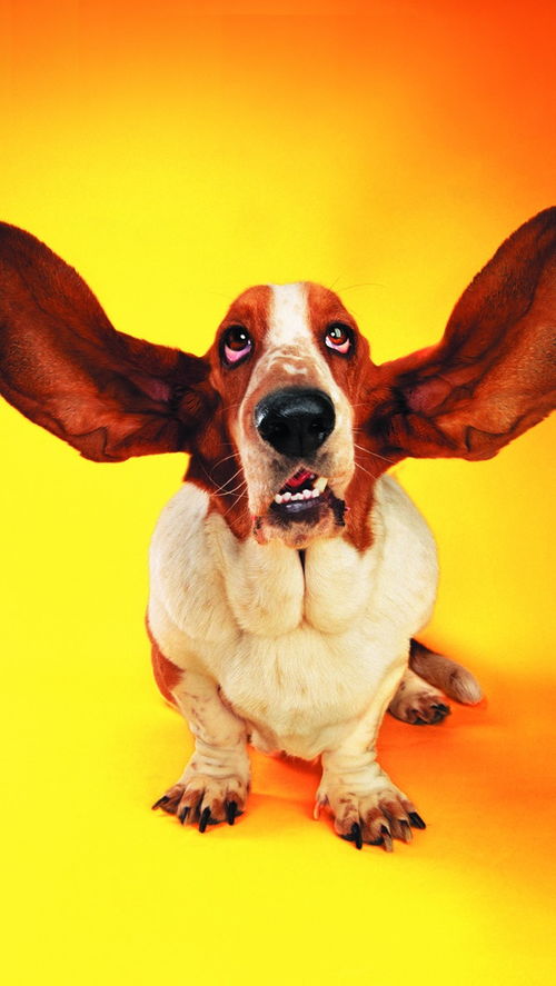 华为手机怎么清除桌面 华为手机怎么清除桌面