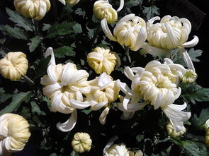 华为手机怎么拍花背景