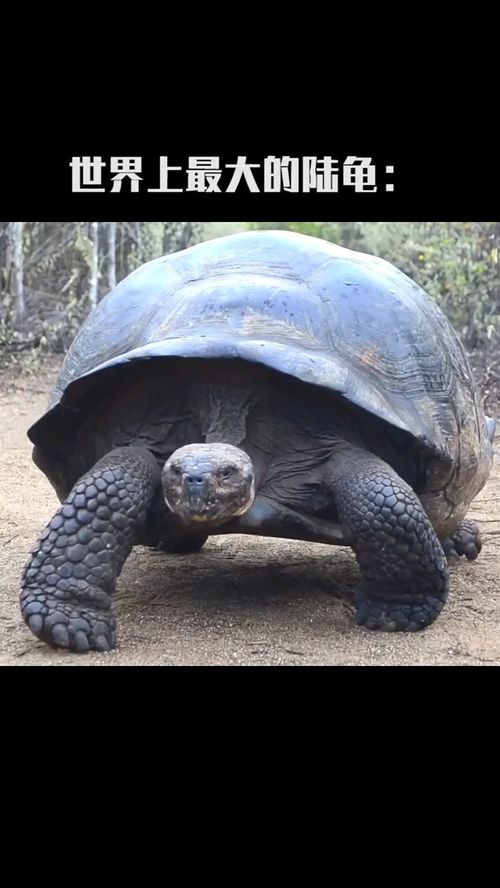 华为手机怎么长按桌面 华为手机怎么长按桌面