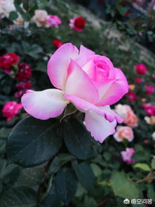 华为手机怎么拍花花