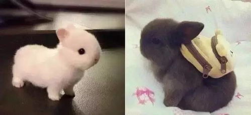 华为手机怎么画面视频 华为手机怎么画面视频