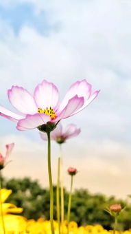 华为手机怎么锁桌面 华为手机怎么锁桌面