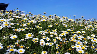 花海怎么拍华为手机