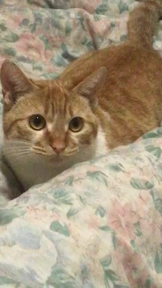 华为手机桌面怎么变圆