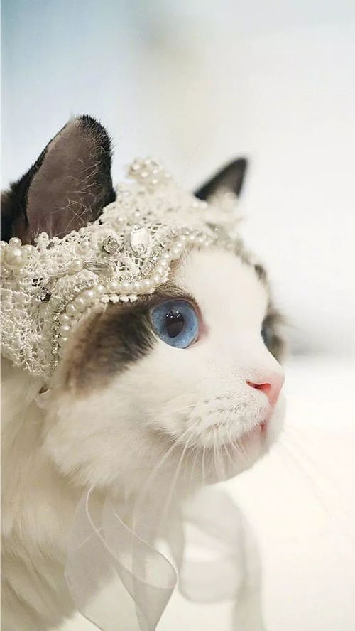 华为手机桌面怎么显示