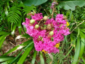 华为手机怎么拍花鲜艳