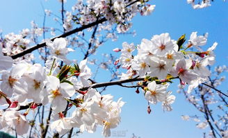 华为手机怎么在樱花