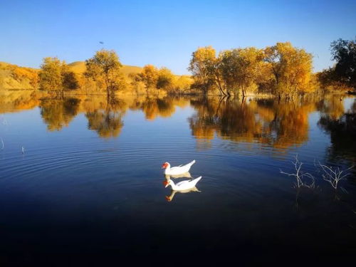 华为手机怎么拍雁栖湖