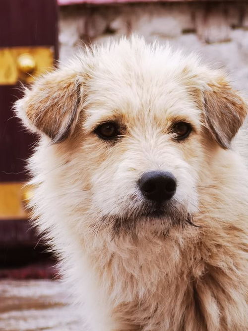 华为手机怎么拍狗狗